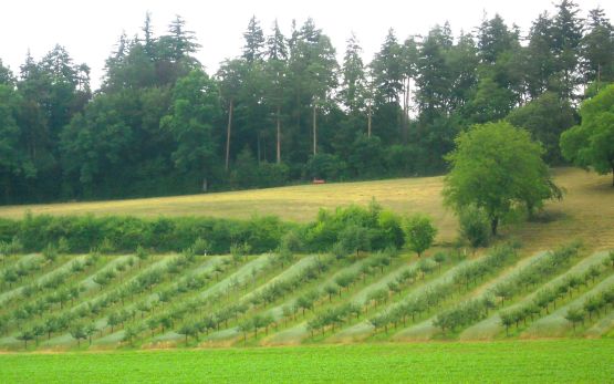 Apfel und Getreide, Ostschweiz